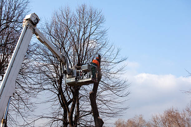 Best Arborist Consultation Services  in Wasco, CA