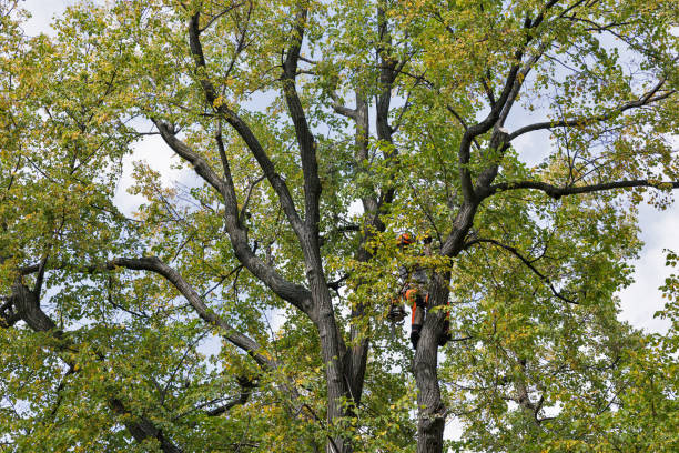 How Our Tree Care Process Works  in  Wasco, CA